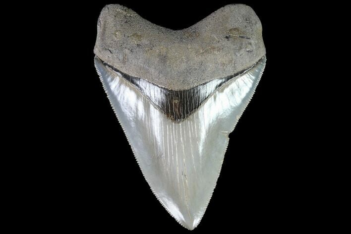 Serrated, Fossil Megalodon Tooth - Beautiful Color #88665